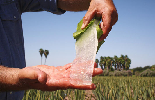 fresh aloe vera fillet