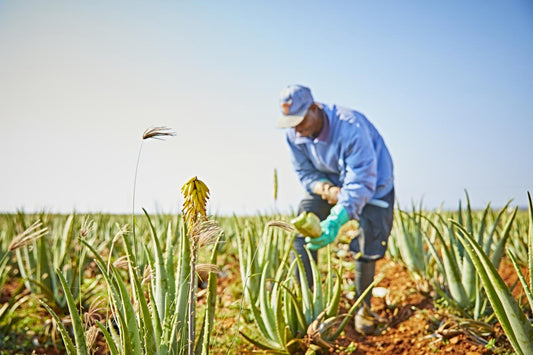 Aloe field harvesting